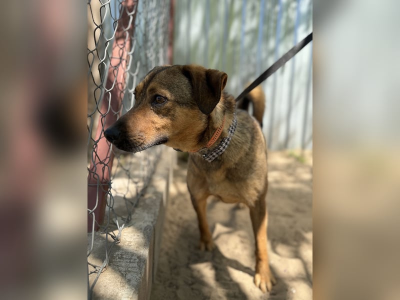 Prometeusz Sensibler Hund sucht Menschen mit Geduld und Herz