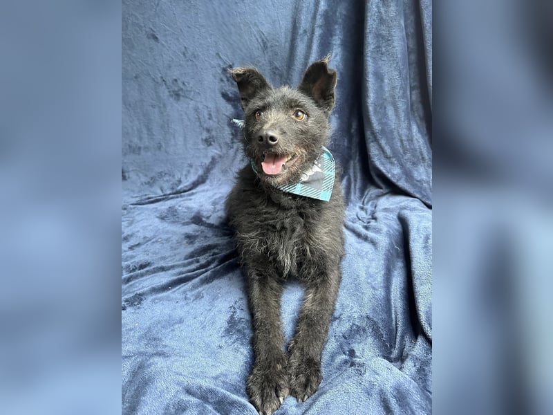 Strolch (Unicum) -Liebevolle Hündin möchte endlich ankommen