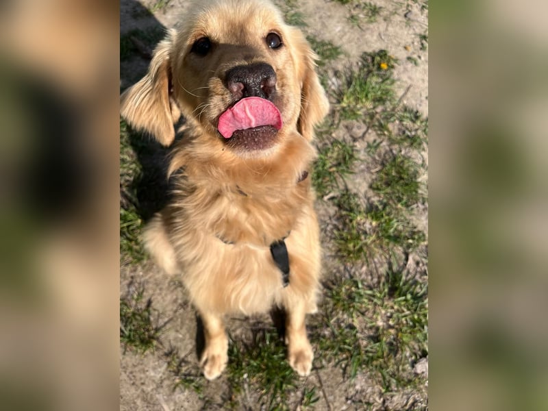 Chopper - selbstbewusster Goldie-Mix sucht seine Familie *in 86685 Huisheim*