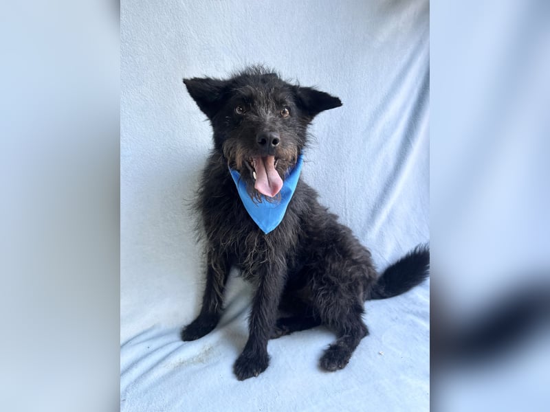 Birs - Fröhlicher Kuschelhund, der seine zweite Chance so sehr verdient hat!