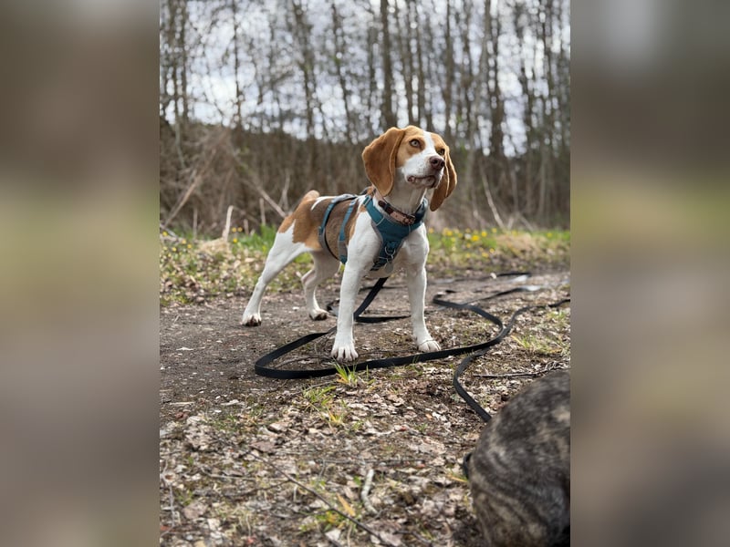 Pippa - Kleine Beagle-Mix Hündin sucht ein Zuhause