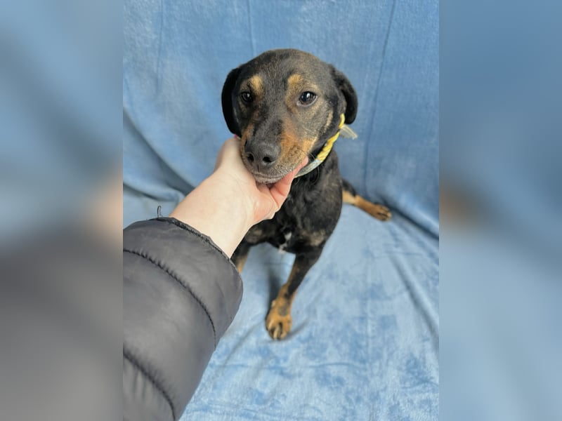 Kurby - Lebensfroher Rüde sucht aktive Menschen!