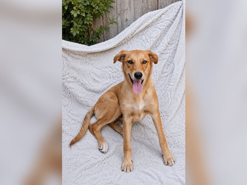 Ayla - Lebesnfrohes Hundemädchen sucht ihr Für-immer-Körbchen