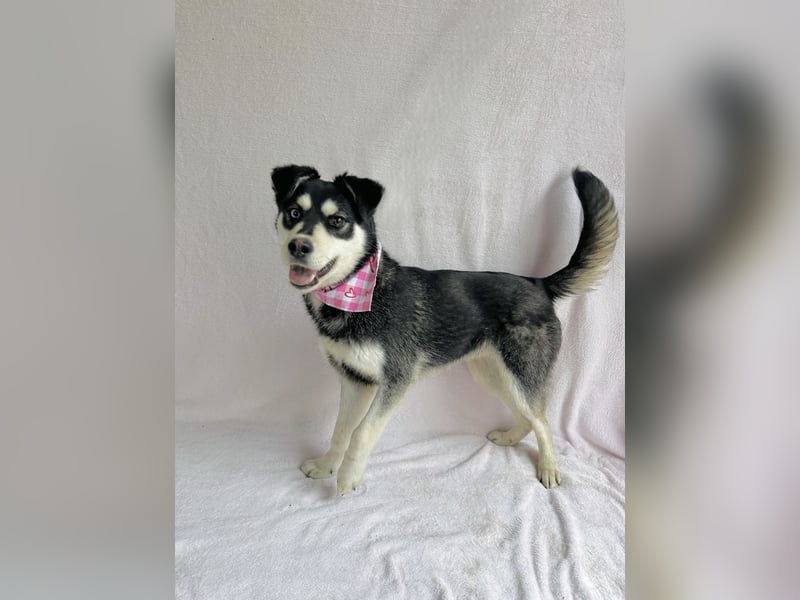 Timur (Trappista) - Menschenbezogener Wirbelwind sucht sein Zuhause