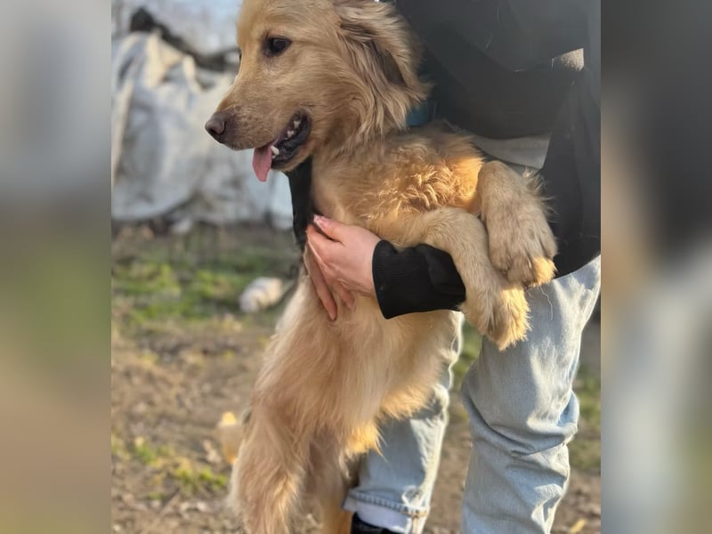 Alfi - Goldiger Rüde sucht sein Für-immer-Zuhause