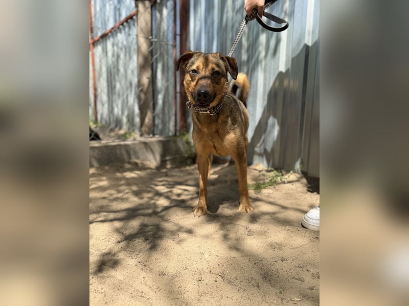 Prometeusz Sensibler Hund sucht Menschen mit Geduld und Herz