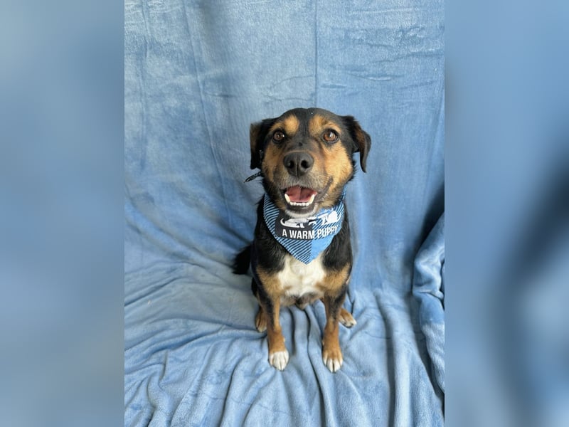 Gareth - Treuer Herzenshund sucht sein Für-immer-Zuhause *bald in 71711 Murr*