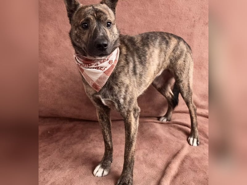 Ryzen - Zurückhaltender Herzenshund bereit für sein neues Leben