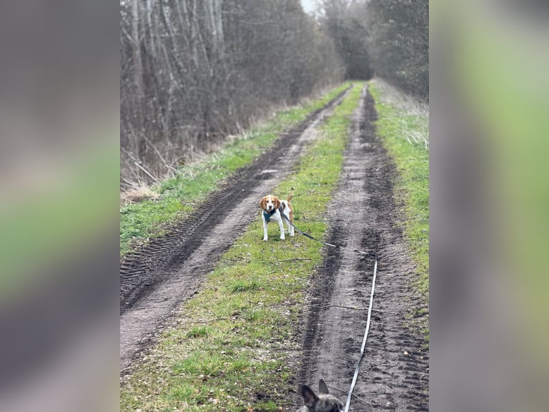 Pippa - Kleine Beagle-Mix Hündin sucht ein Zuhause