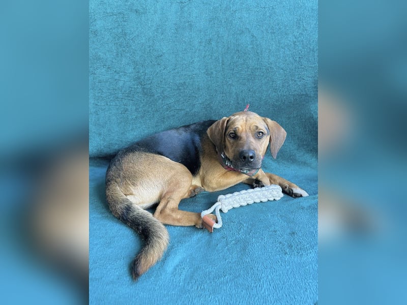 Ash - Sensibler Hundejunge sucht verständnisvolles Zuhause!