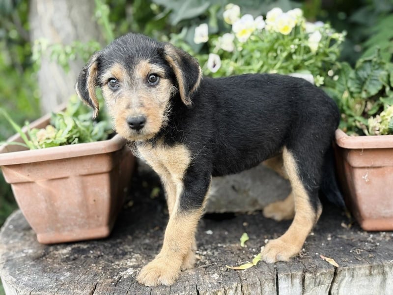 Irma - Bezauberndes Hundemädchen sucht ihr Zuhause!