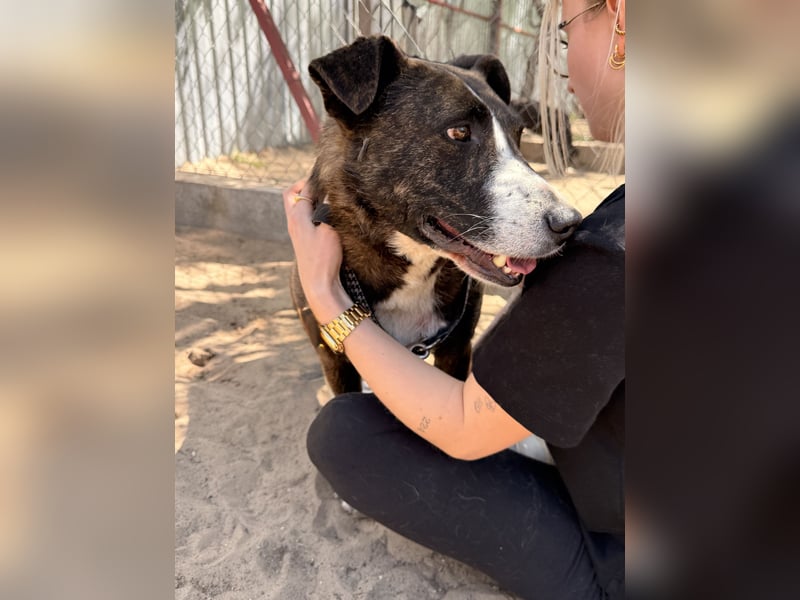 Hardin Fröhlicher, aktiver Traumhund sucht seine Menschen