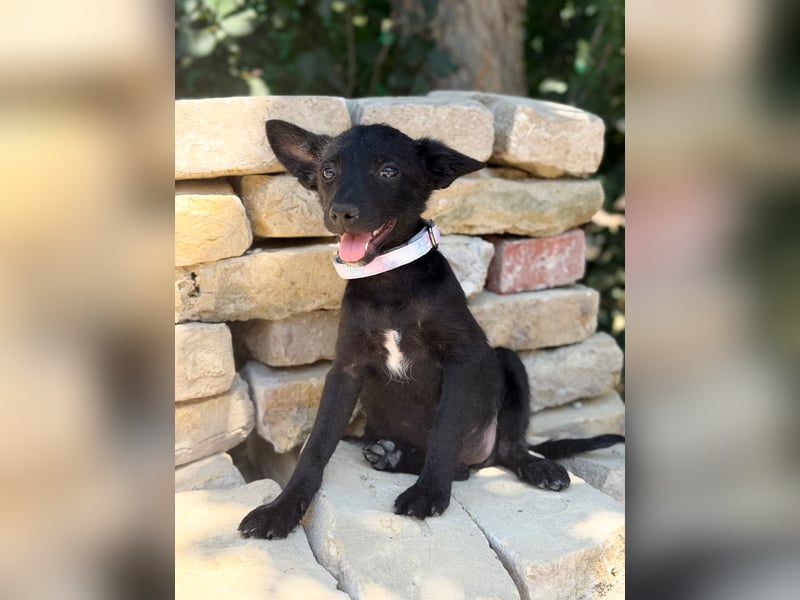 Lola (Larett) Liebe, junge Welpin sucht ihre Herzensmenschen!