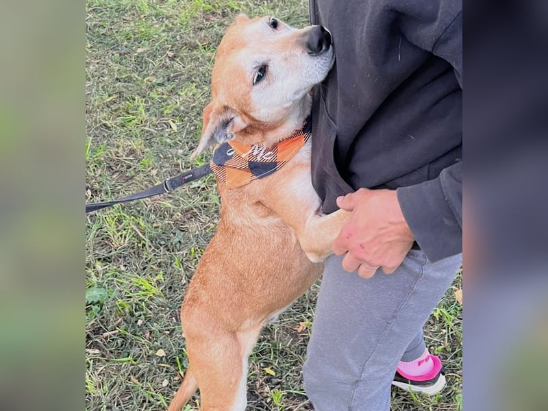 Szotti -Sanfter Rüde auf der Suche nach seinen Menschen