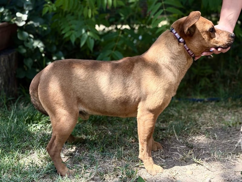 Bandi - Fröhlicher Herzenshund sucht sein Für-immer-Zuhause
