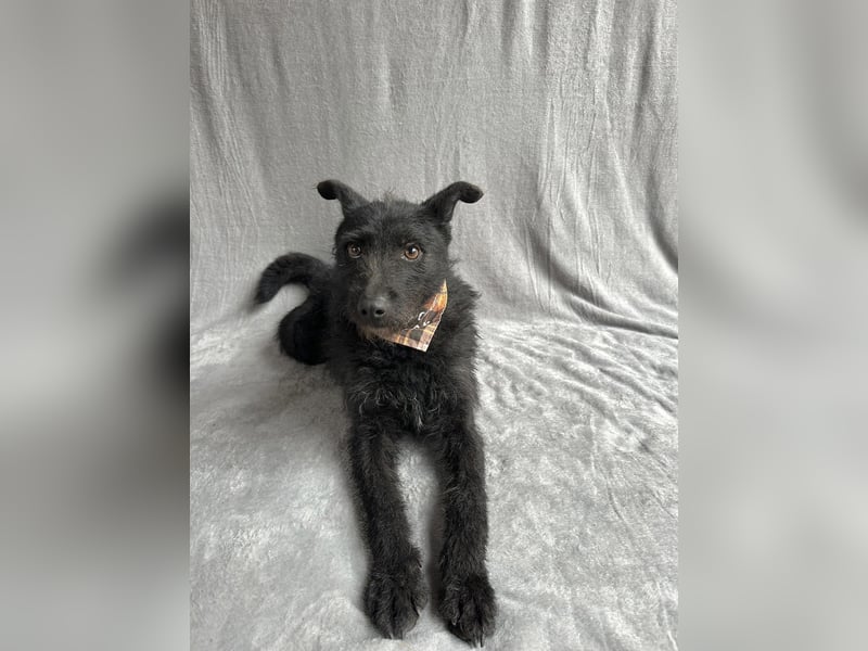 Strolch (Unicum) -Liebevolle Hündin möchte endlich ankommen