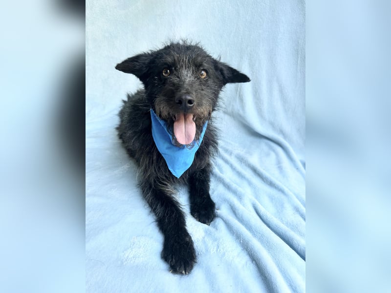 Birs - Fröhlicher Kuschelhund, der seine zweite Chance so sehr verdient hat!
