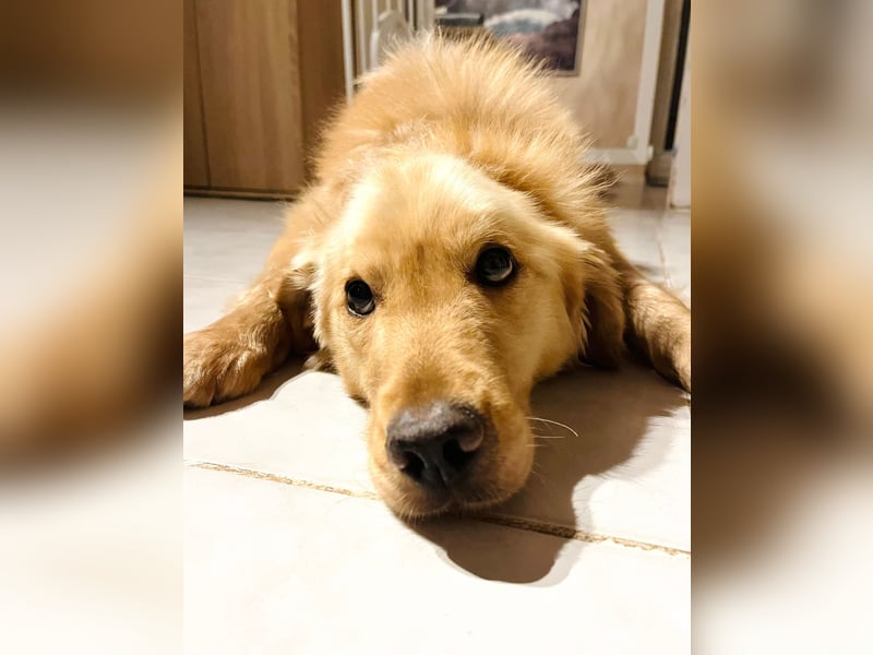 Chopper - selbstbewusster Goldie-Mix sucht seine Familie *in 86685 Huisheim*