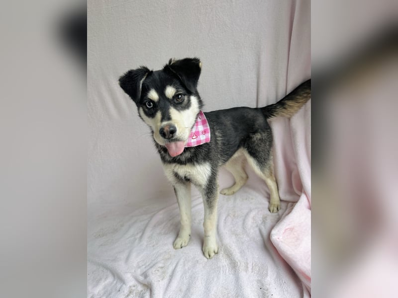 Timur (Trappista) - Menschenbezogener Wirbelwind sucht sein Zuhause