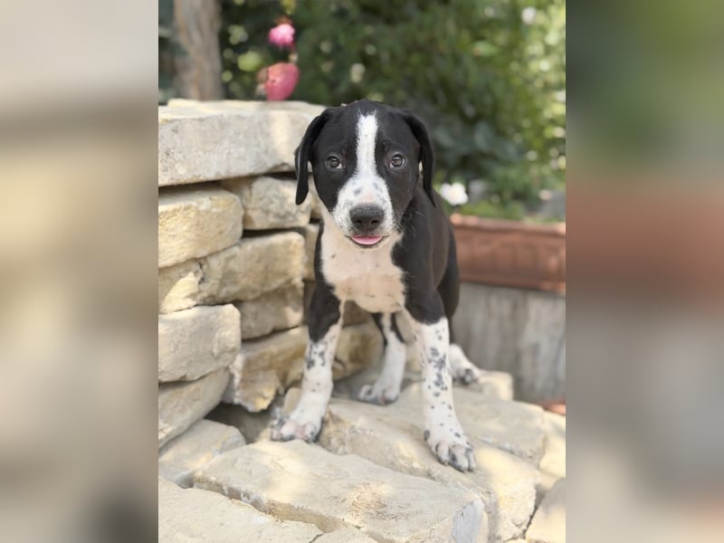 Onyx Fröhlicher kleiner Welpe sucht sein Für-Immer-Zuhause!