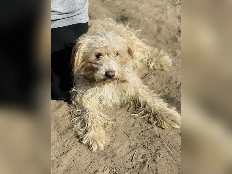 Floki - Zweier-Hunde-WG sucht liebevolle Familie!