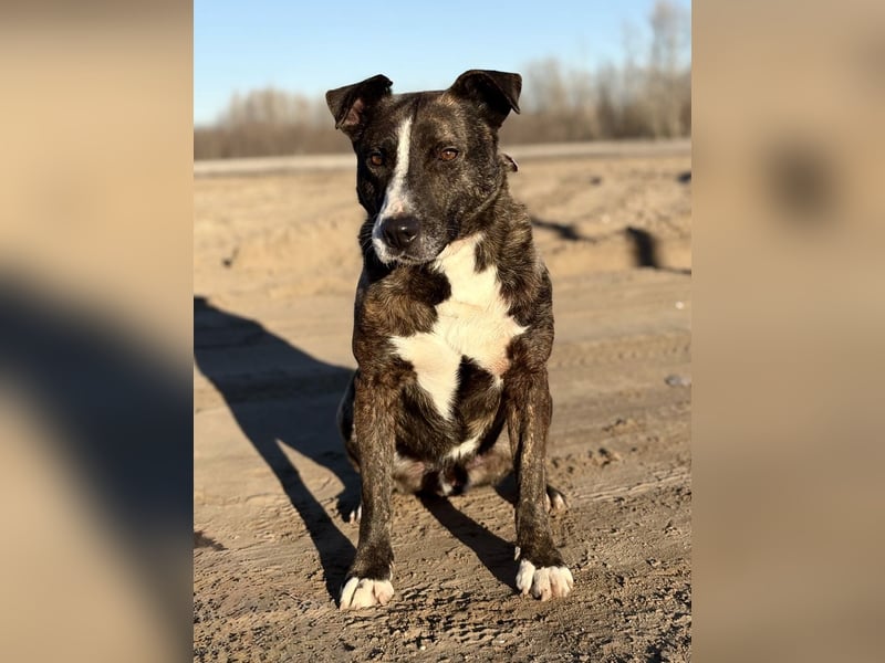 Hardin Fröhlicher, aktiver Traumhund sucht seine Menschen