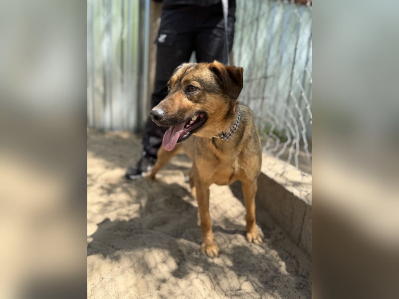 Prometeusz Sensibler Hund sucht Menschen mit Geduld und Herz