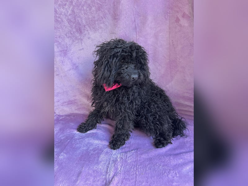 Valerie - Bezaubernde kleine Seele auf der Suche nach Geborgenheit!