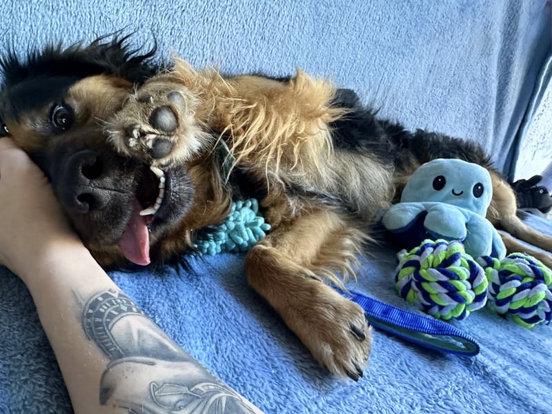 Zapote - Großer Schmusebär auf der Suche nach seinem Happy EndGroßer Schmusebär auf der Suche nach s