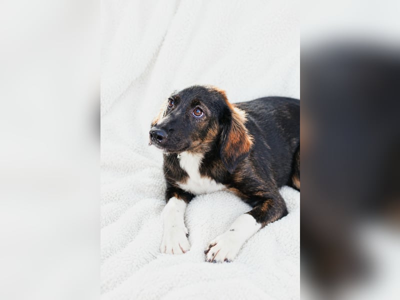 Hazel - Sanftes Welpenmädchen sucht ihr Für-immer-Zuhause