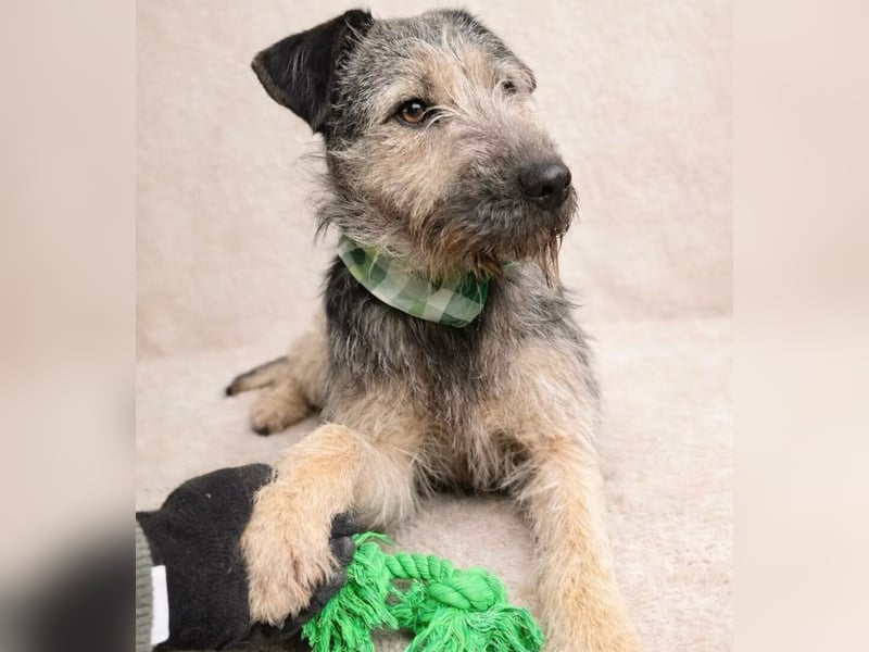 Rafi - Toller Begleiter sucht seine Menschen!