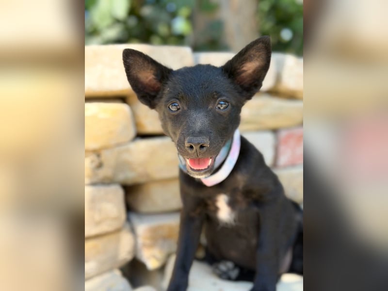 Lola (Larett) Liebe, junge Welpin sucht ihre Herzensmenschen!