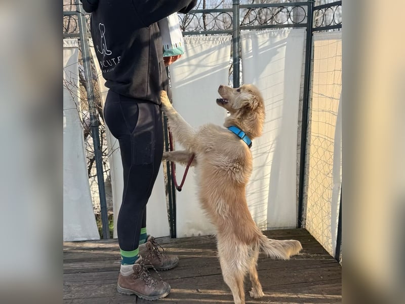 Alfi - Goldiger Rüde sucht sein Für-immer-Zuhause