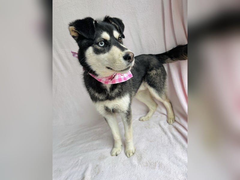 Timur (Trappista) - Menschenbezogener Wirbelwind sucht sein Zuhause