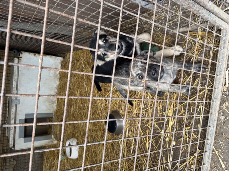 Venus - junge Mischlingshündin sucht liebevolles Zuhause