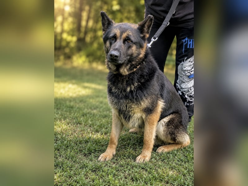 Dora (Démon) - Bezaubernde Schäfer-Mix-Hündin sucht ihr Zuhause!