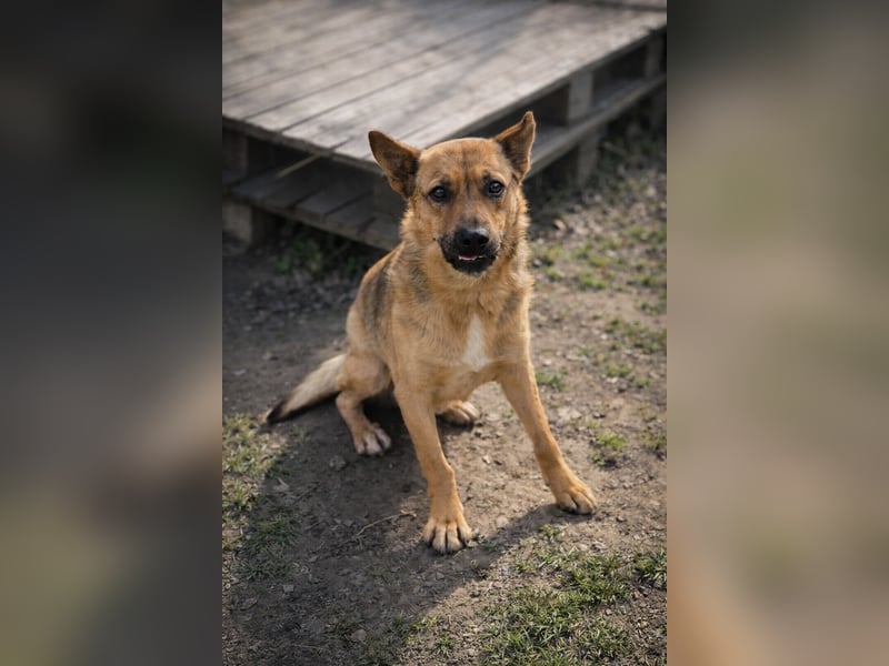 Suki (Cuki) - Freundliche Hündin mit großem Herz sucht ihre Familie