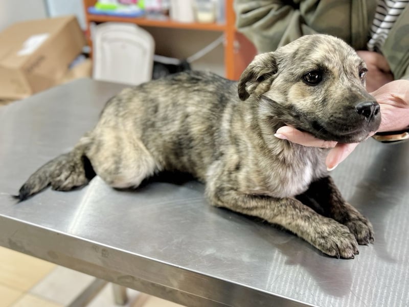 Villi - Junger Mischlingsrüde sucht seine Familie