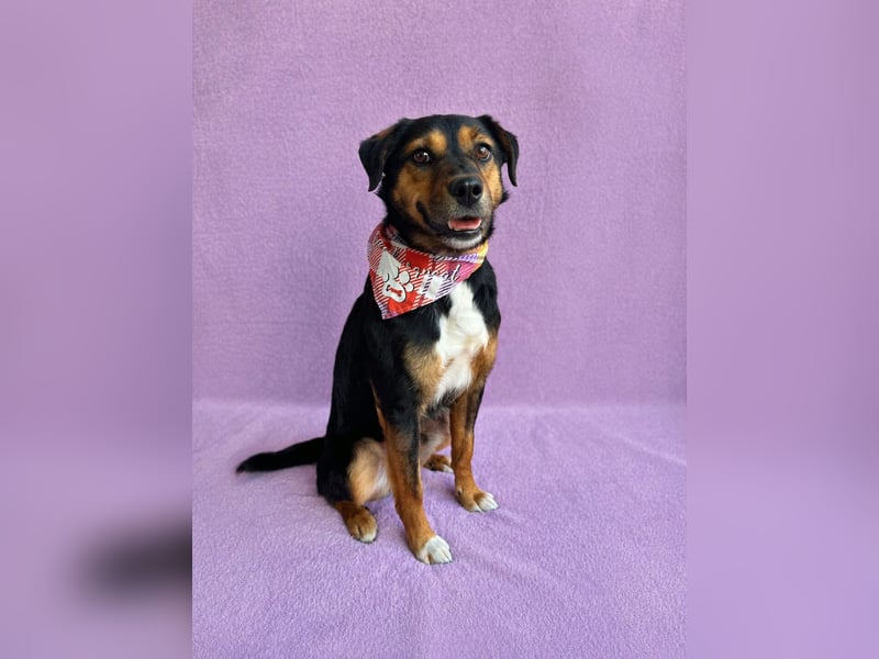 Gareth - Treuer Herzenshund sucht sein Für-immer-Zuhause *bald in 71711 Murr*