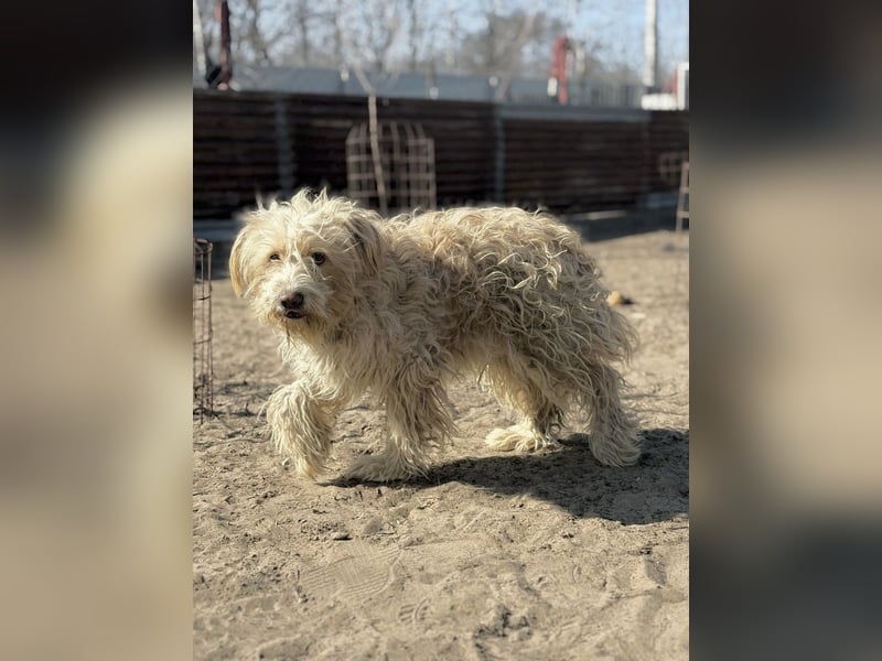 Floki - Zweier-Hunde-WG sucht liebevolle Familie!