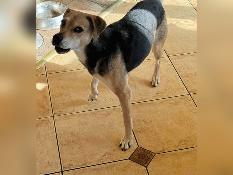 Linda- Sanfte Seele auf vier Pfoten