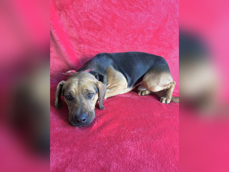 Ash - Sensibler Hundejunge sucht verständnisvolles Zuhause!
