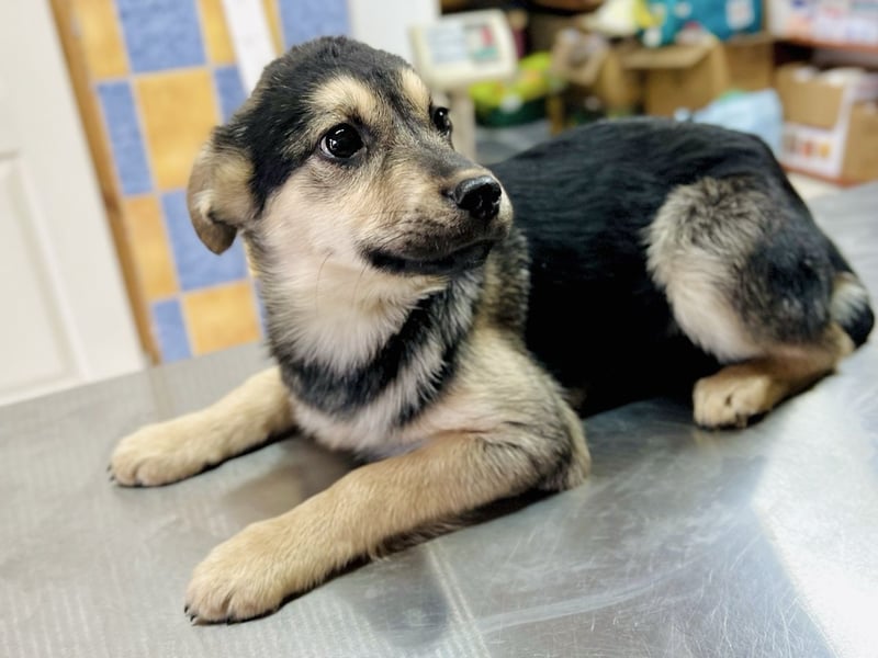 Venus - junge Mischlingshündin sucht liebevolles Zuhause