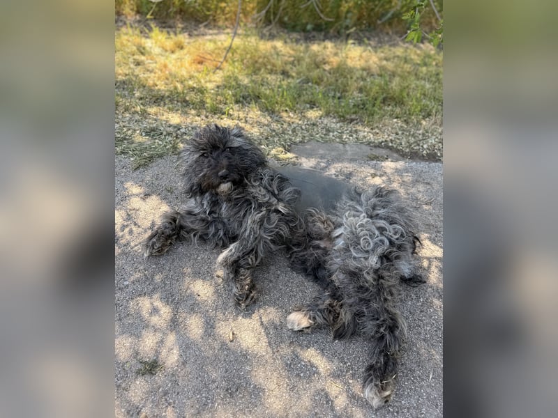 Ella - Sensible Hündin sucht einfühlsames Zuhause