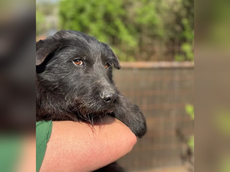 ARNY - Ein leiser, sanfter Rüde auf der Suche nach einem sicheren Platz im Leben.