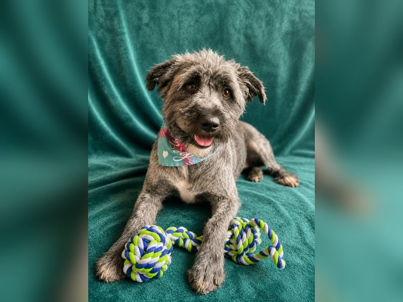 Cody - Sensibler Rüde sucht einfühlsames Zuhause