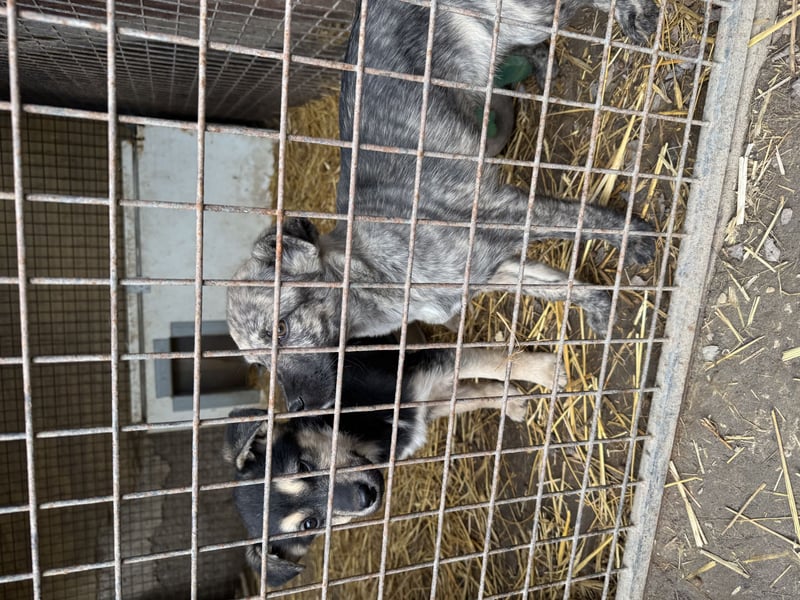 Venus - junge Mischlingshündin sucht liebevolles Zuhause