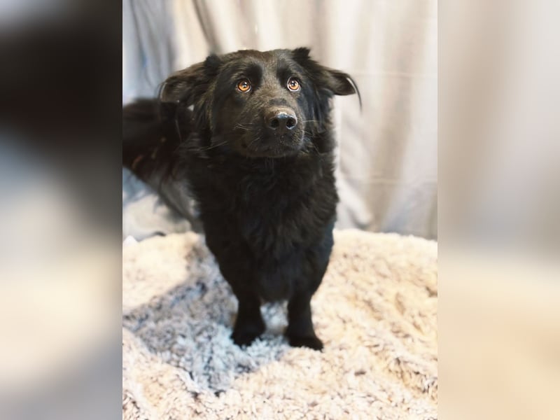 Peter Pan -Tapfere Seele auf vier Pfoten