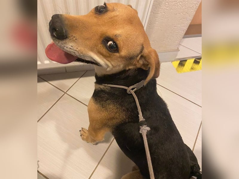 Linda- Sanfte Seele auf vier Pfoten