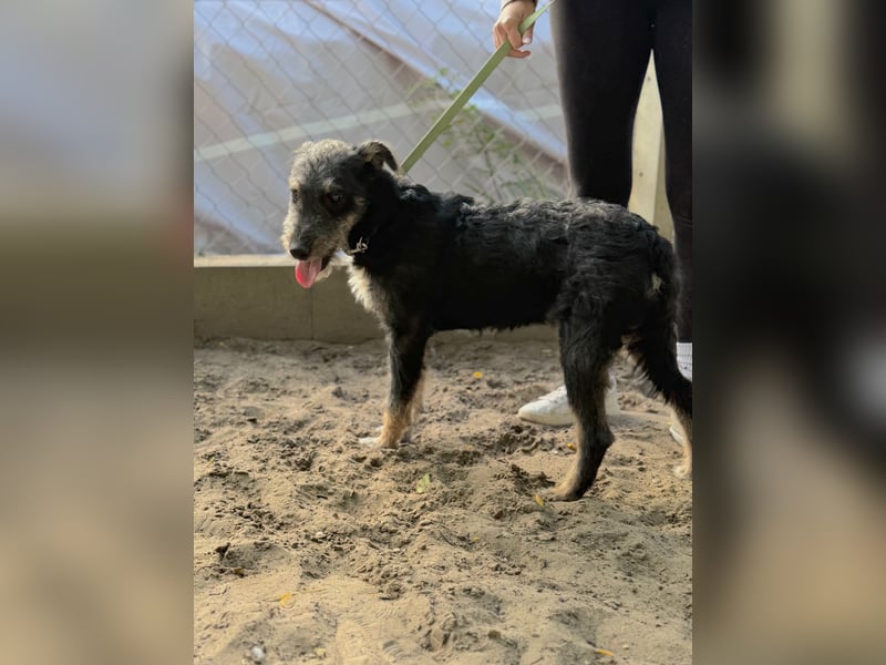 Merlin - Junger Hundebub sucht ein tolles Zuhause!